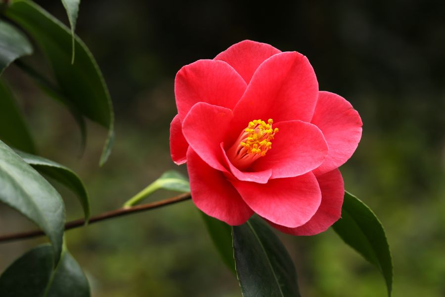 Hoa hải đường.