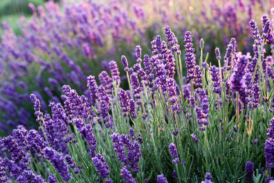 Hoa lavender.