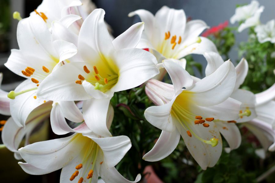 Hoa lily.