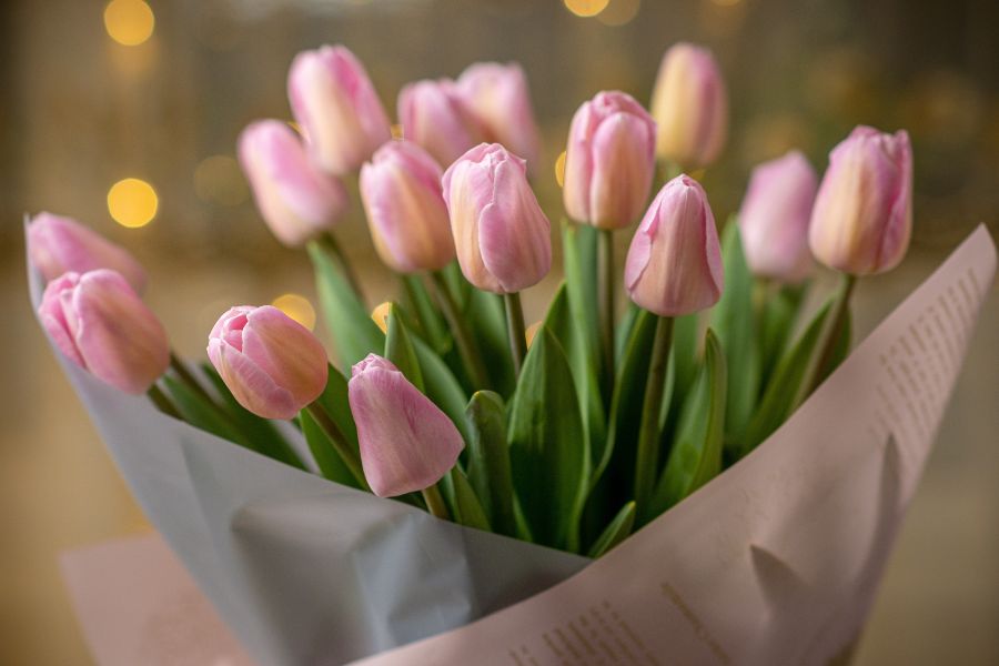 Hoa tulip.
