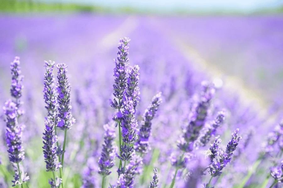 Hoa violet.