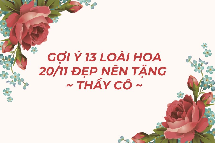 hoa 20/11 tặng thầy cô