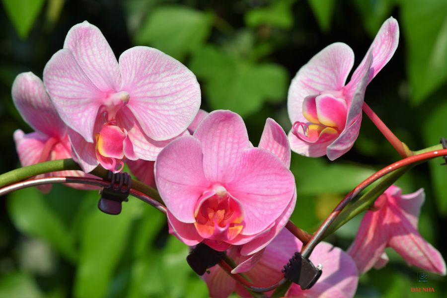 Hoa lan là một trong những loài hoa nên tặng thầy cô vào ngày 20/11.