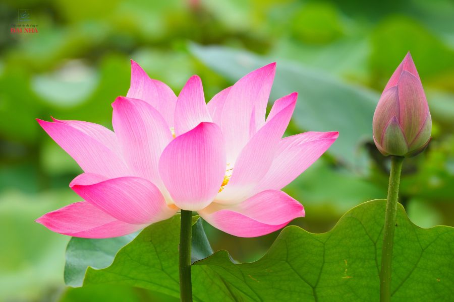 Hoa sen là một trong những loài hoa nên tặng thầy cô vào ngày 20/11.