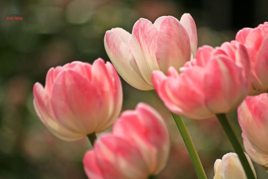 Hoa tulip là một trong những loài hoa nên tặng thầy cô vào ngày 20/11.